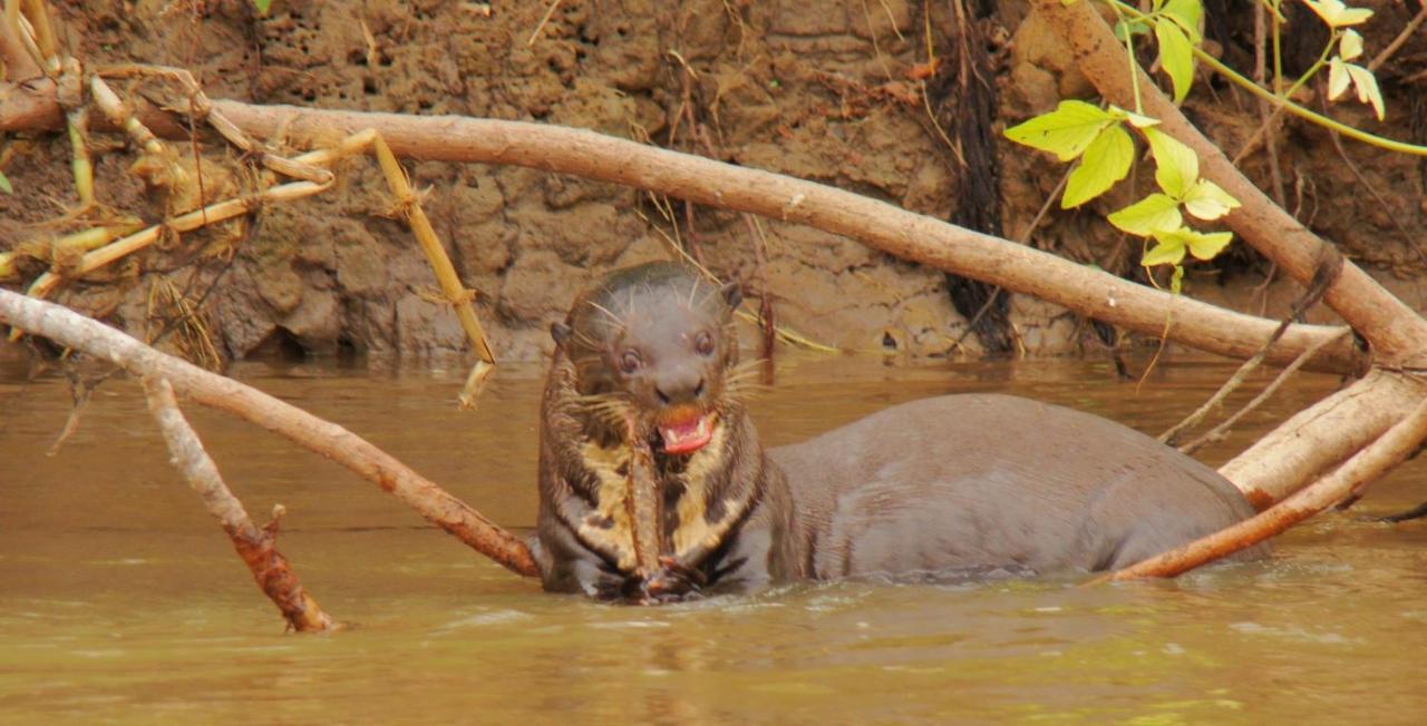 Pantanal Jungle Lodge Passo do Lontra المظهر الخارجي الصورة