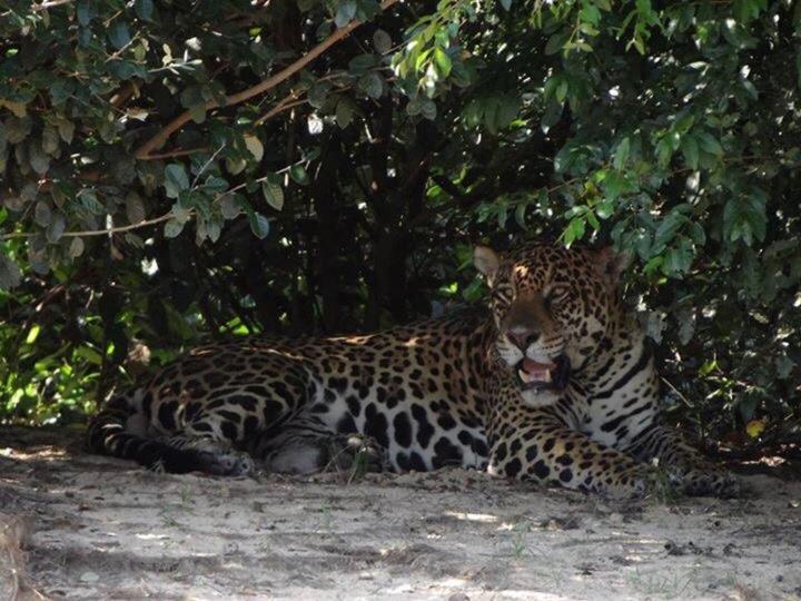Pantanal Jungle Lodge Passo do Lontra المظهر الخارجي الصورة