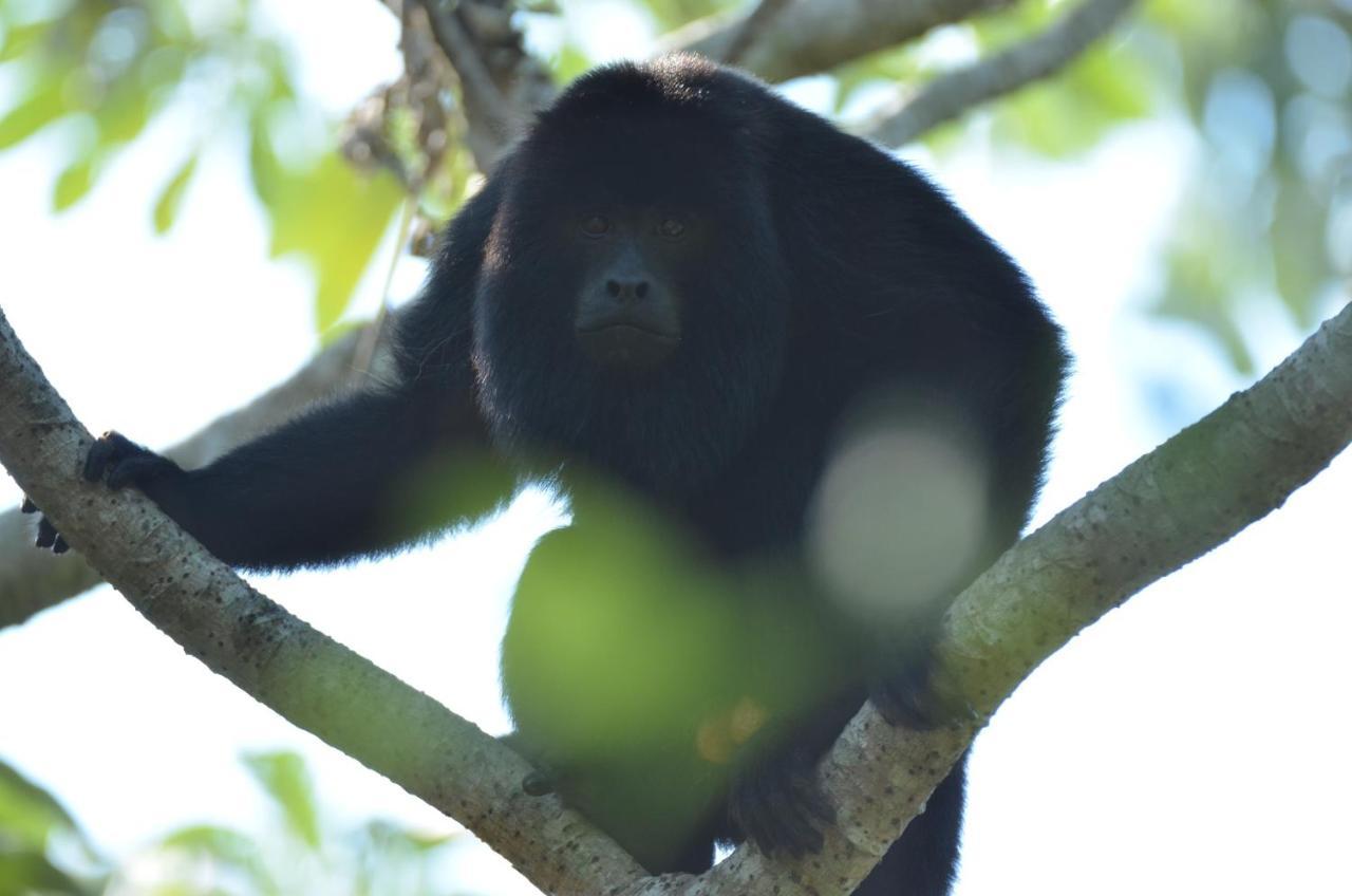 Pantanal Jungle Lodge Passo do Lontra المظهر الخارجي الصورة