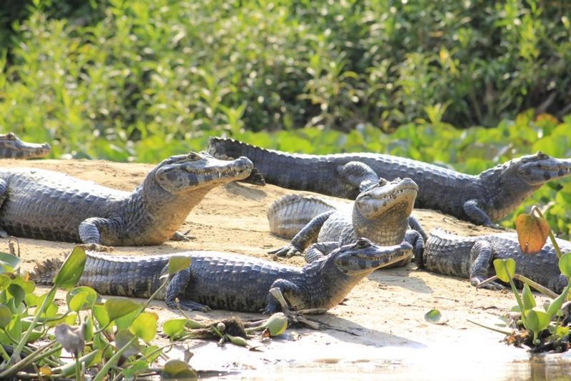 Pantanal Jungle Lodge Passo do Lontra المظهر الخارجي الصورة