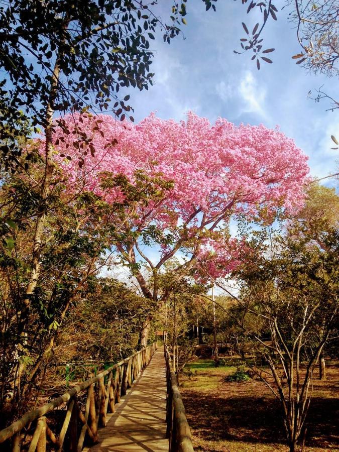 Pantanal Jungle Lodge Passo do Lontra المظهر الخارجي الصورة